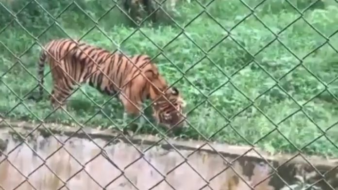 Harimau Sumatera Medan Zoo Sakit